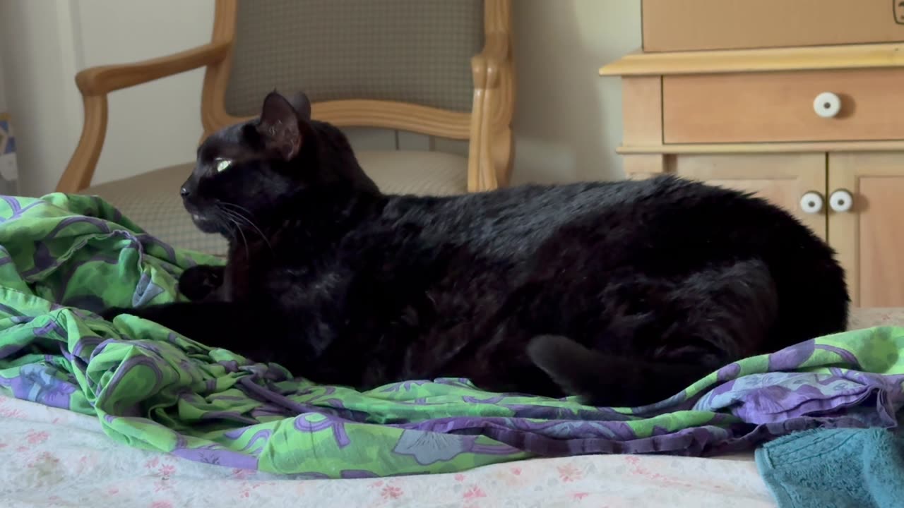 Cute Precious Piper Looks Like a Model - My Adopted Shelter Cat Vlog