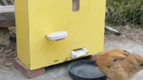 How does this chicken feeder work？