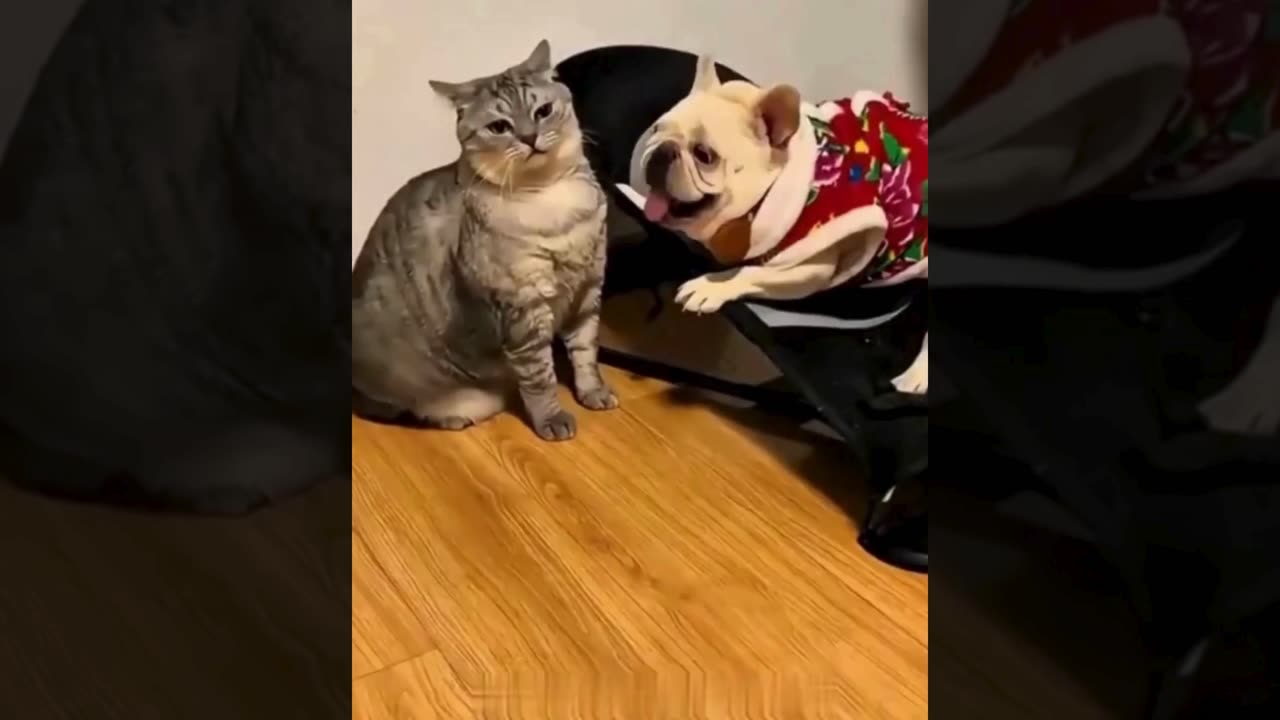 A selection of funny moments with animal #25