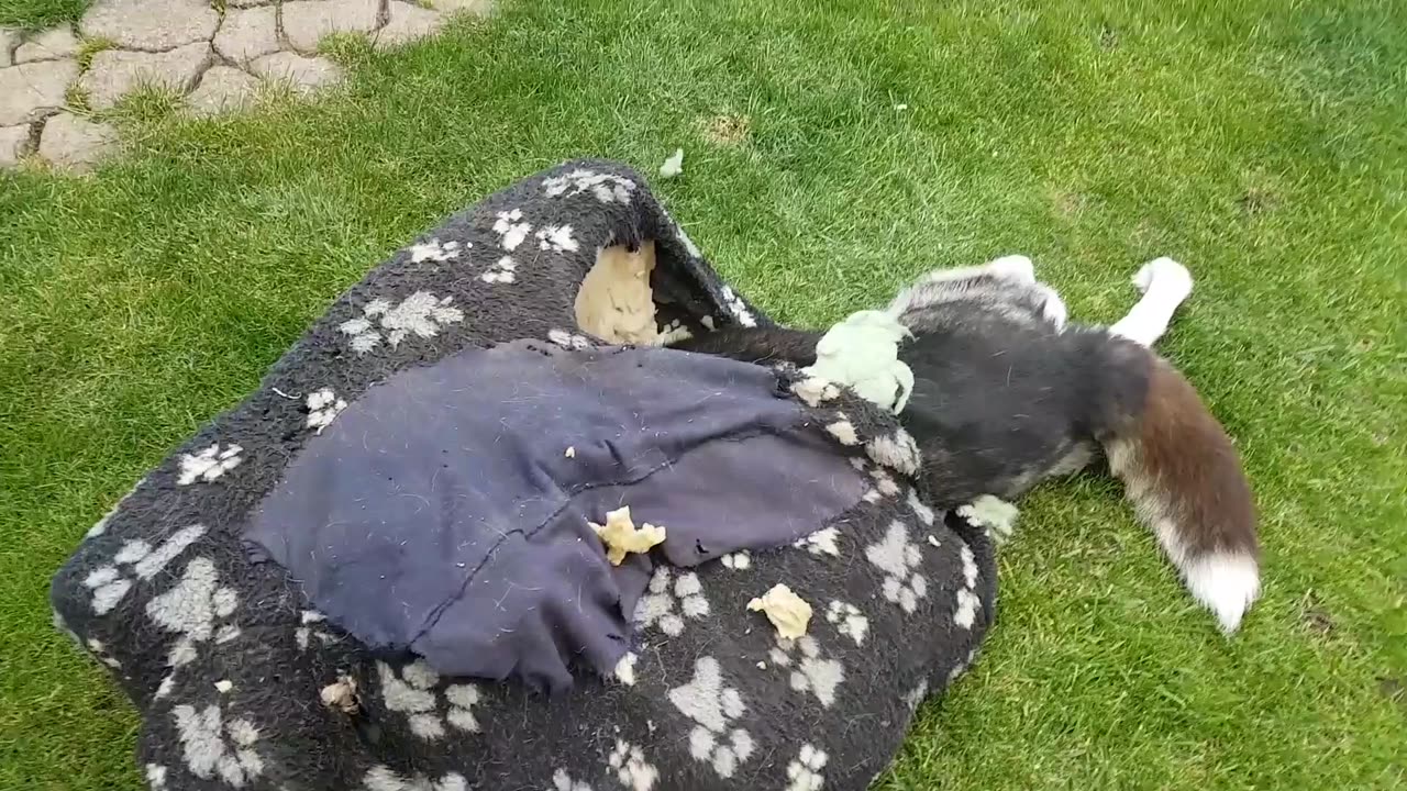 Husky has a unique way of destroying old doggie bed