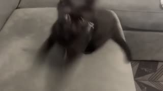 🐶😂 This Kid's Dance Moves Will Steal Your Heart! Funny Kids | FunFM