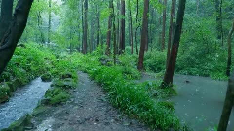 The beautiful mountain forest is raining