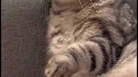 Funny pets 2024😂 Funny animals#15 #cat #animalantics #petvideos