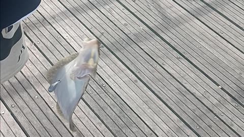 Short fluke