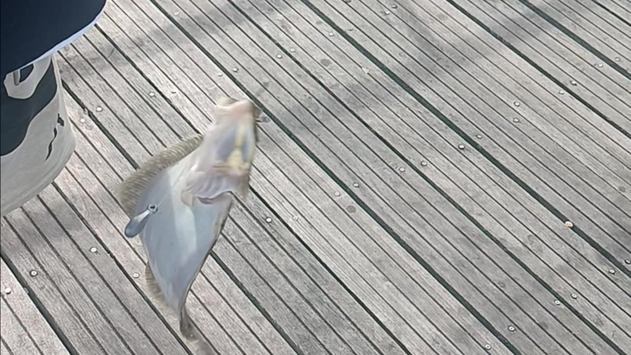 Short fluke