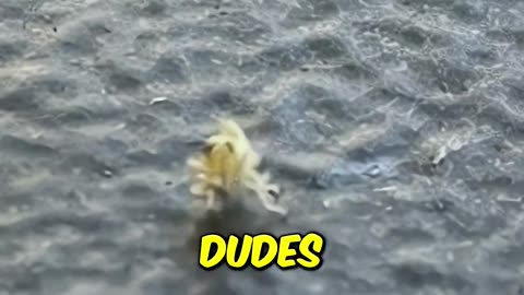 Tiny Bug Dance Party