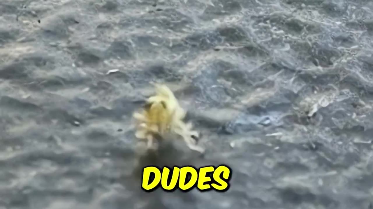 Tiny Bug Dance Party