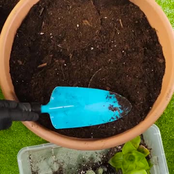 Turning one pot into a mini garden 🌹💚