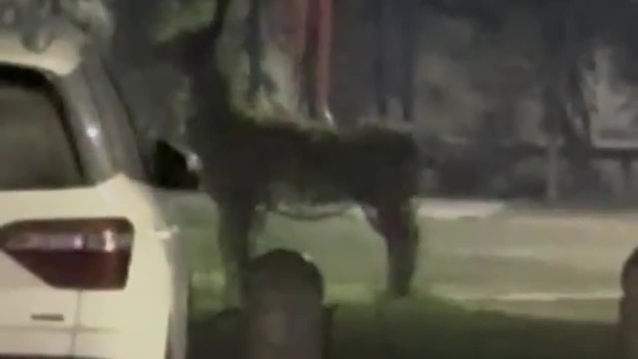 😱👻 The Scariest Spirit Sighting I've Ever Seen! Does the Swing Movement Look Natural? Paranormal Enc