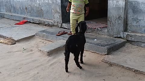 Very sweet moments! Little boy played with goat! 🐐💖