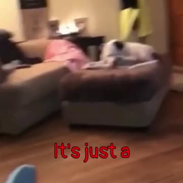 Dog Protects Owner From Ghost