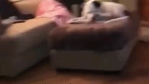Dog Protects Owner From Ghost