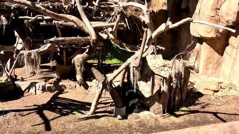 Sloth Bear at the San Diego Zoo