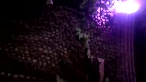 Bnkywuv is amazed by dinosaur stegosaurus animatronic