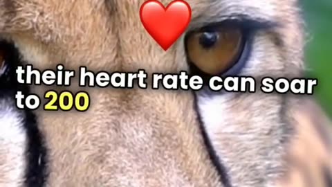 All About Cheetahs_ Speed_ Hunting Techniques_ and Fascinating Facts _cheetah _animals _wildlife
