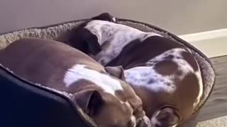 Poor dog no doubt tasted that one!