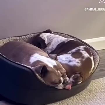 Poor dog no doubt tasted that one!