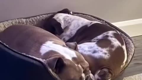 Poor dog no doubt tasted that one!