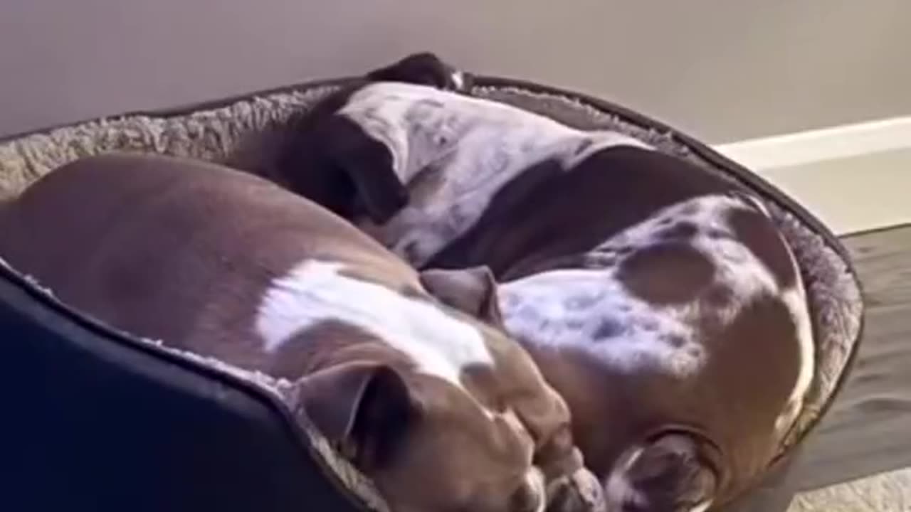 Poor dog no doubt tasted that one!