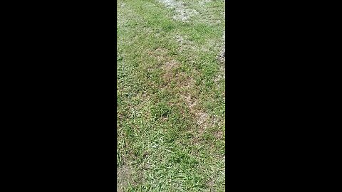 Gopher turtle