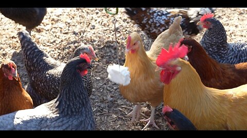Chickens will have to get in the "swing" of things to attack this moving treat.