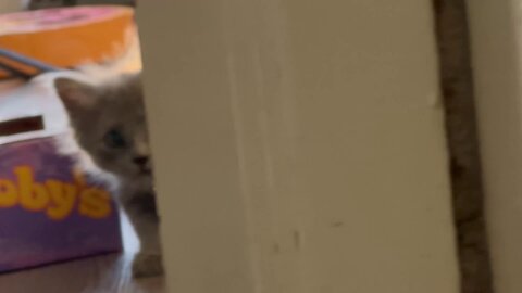 Raven Attacked me! 😂 #kitty #explorepage