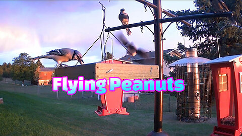 FLYING PEANUTS
