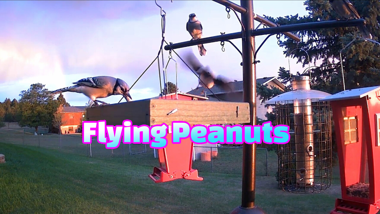 FLYING PEANUTS