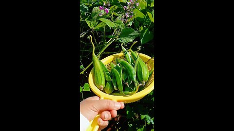 organic fresh vegetables harvesting 🇧🇩🇺🇸