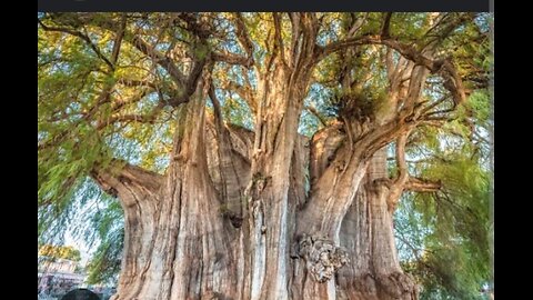 Greatest Trees in the World