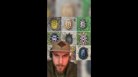 Interesting facts about turtle shells