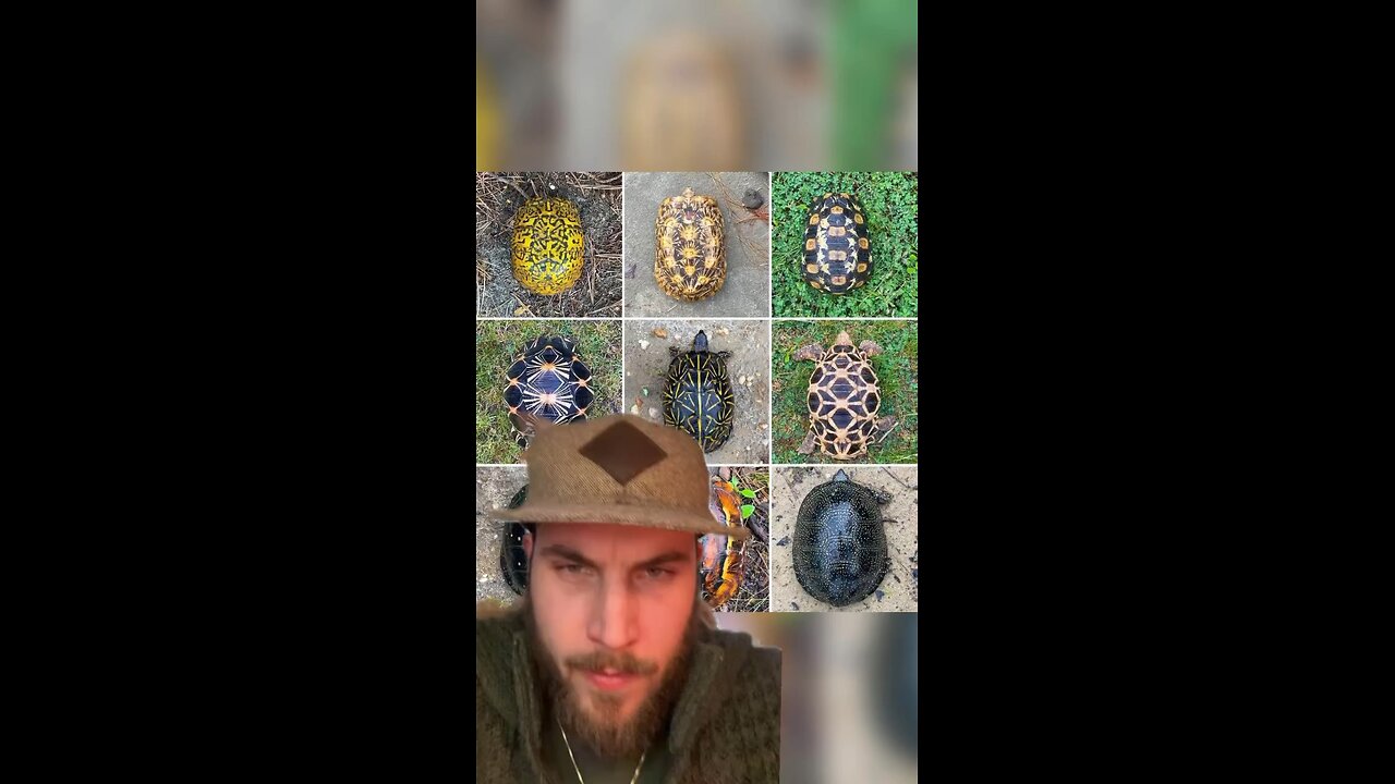 Interesting facts about turtle shells