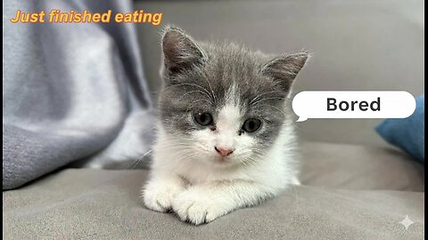 “Sleepy Cat Moments After Eating”