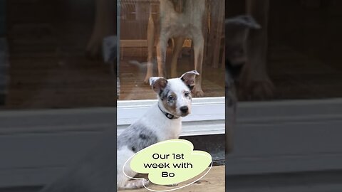Bo's first week with us #puppy #dog #yankeefree #puppylovers #playful #newpuppy