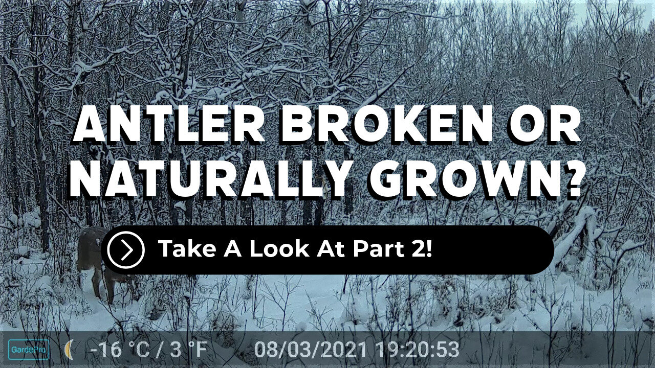 Antler Broken Or Grown That Way Part 2