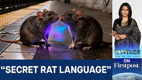 NYC’s Rodent Reign: Rats Have a Secret Language? | Vantage with Palki Sharma