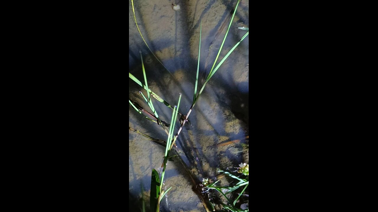 eel comes out chasing bait