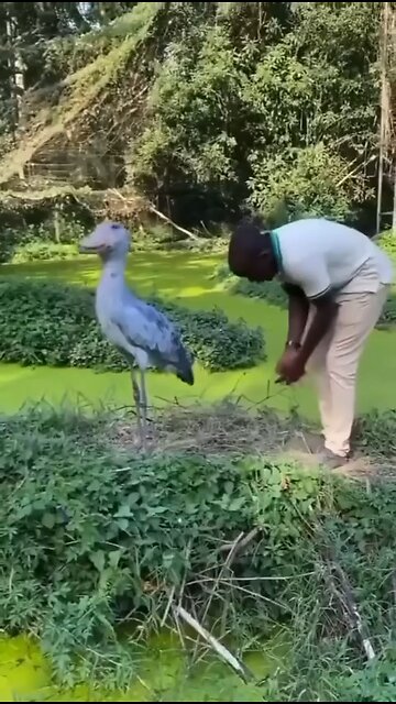African shoebills bow to those they like. If this bird bows to you