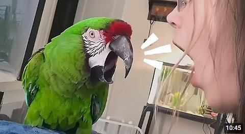 Funniest Parrot Arguing Back to Its Human 🦜 😂 Funny Animal Videos