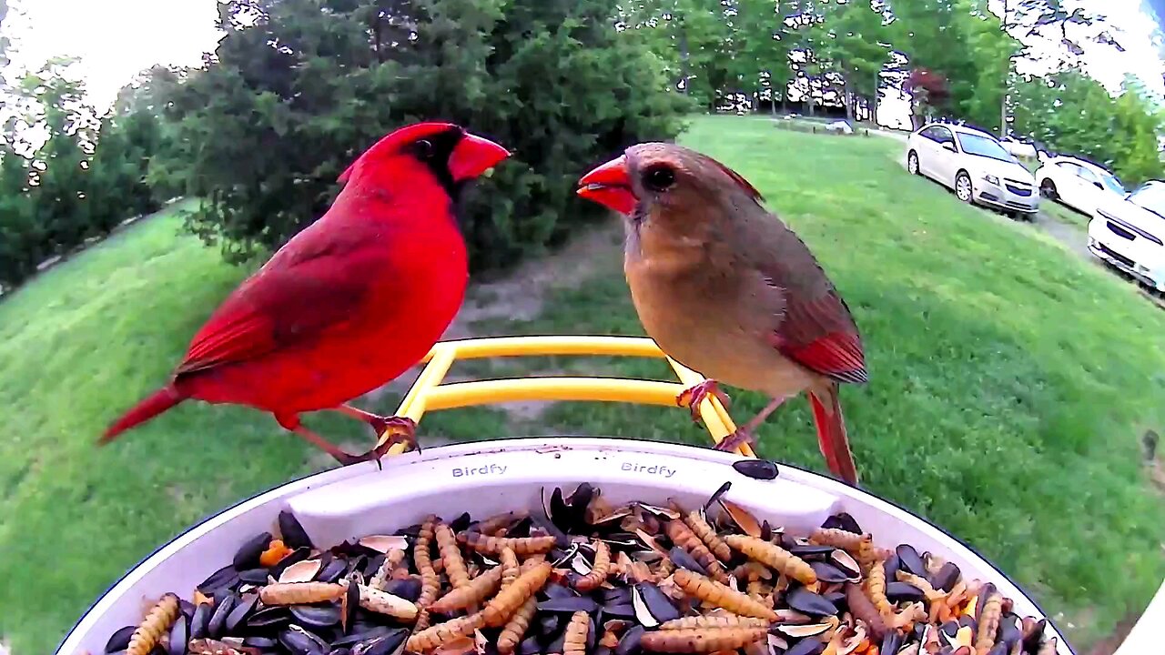 Male Northern Cardinal feeding a female