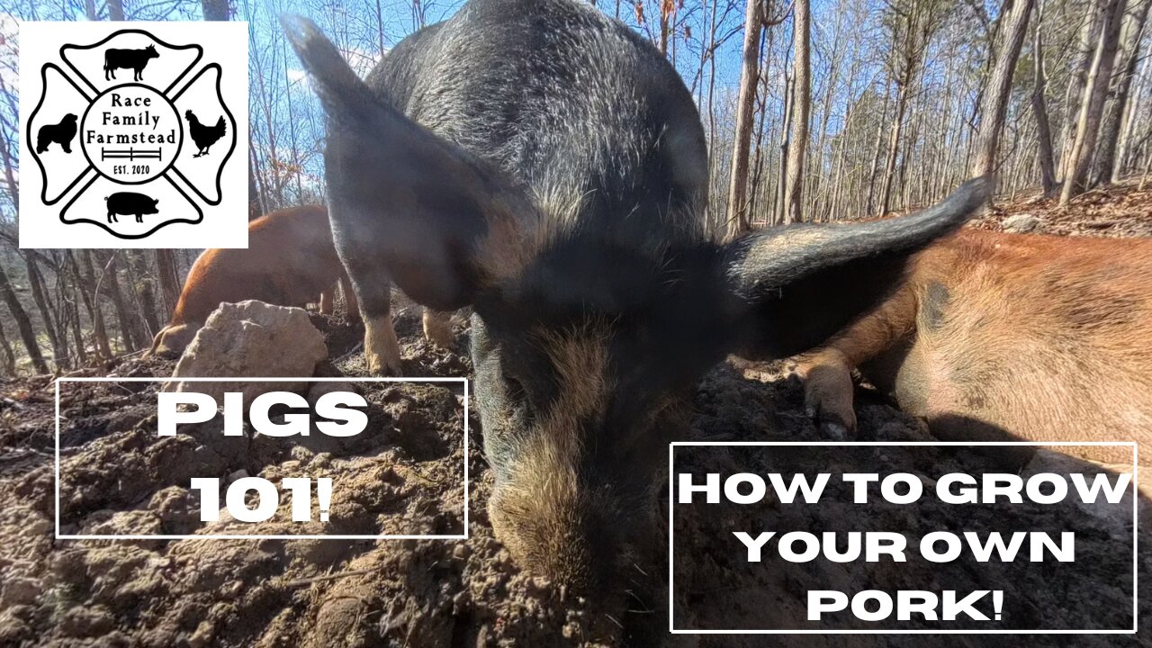 Basics of Raising Pigs In 2025