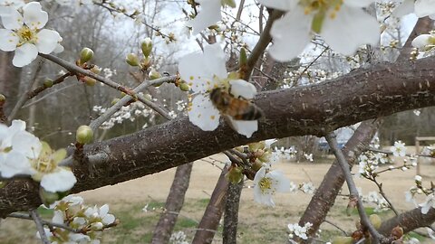 Pollination, Bees on the Plumbs