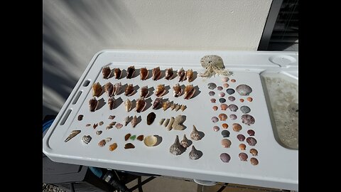 Beach Finds 11/16/2025 | 4K