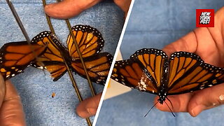 Watch a Monarch Butterfly's Amazing Wing Transplant Surgery