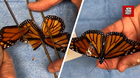 Watch a Monarch Butterfly's Amazing Wing Transplant Surgery