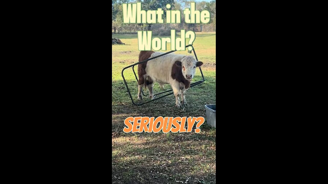 T-Bone Did WHAT This Time?! 😳🐂 He Has ZERO Survival Skills