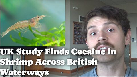 UK Study Finds Cocaine in Shrimp Across British Waterways