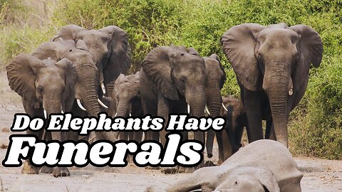 Elephant Mourning Rituals: Do They Grieve Like Humans? | #animals #facts #viral