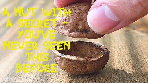 Walnut - which sees everything! The camera is mounted in the nut.