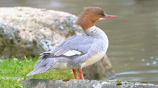 Female Goosander / Common Merganser Duck Chilling on a Rock by the Pond